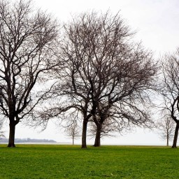 North of Belmont Harbor No. 2