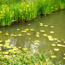Lily Pads – Humboldt Park Lagoon