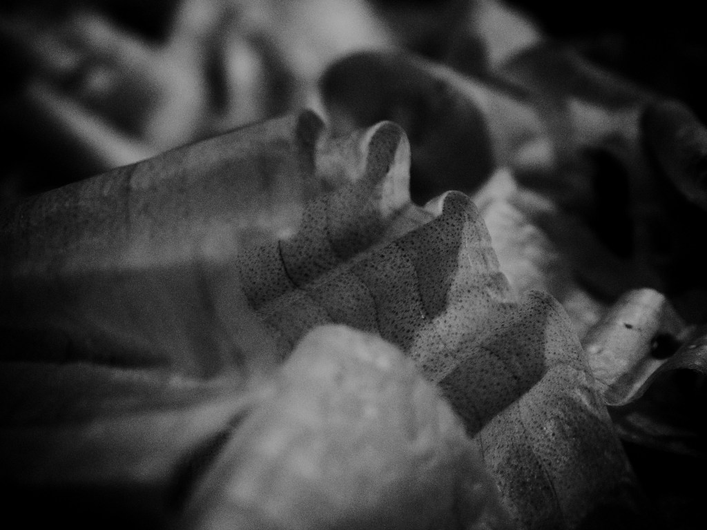 30871721866_21fc7fb788_o