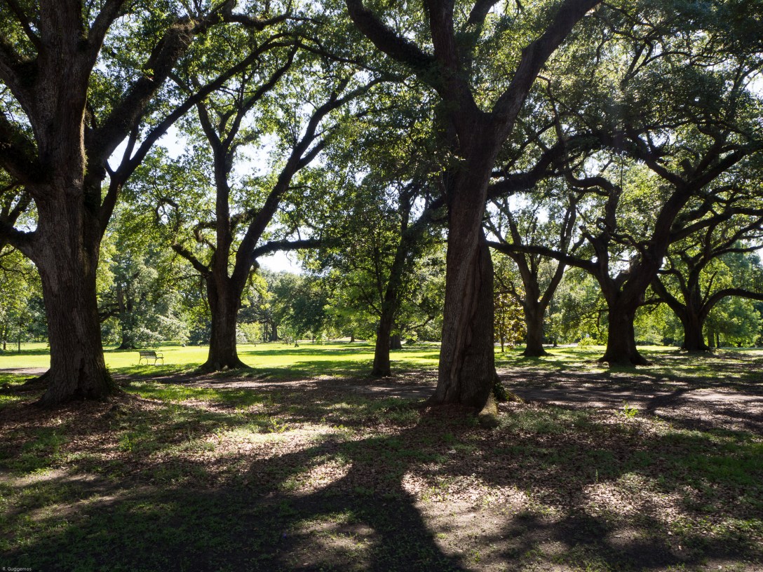 NOLA June 2017-089275